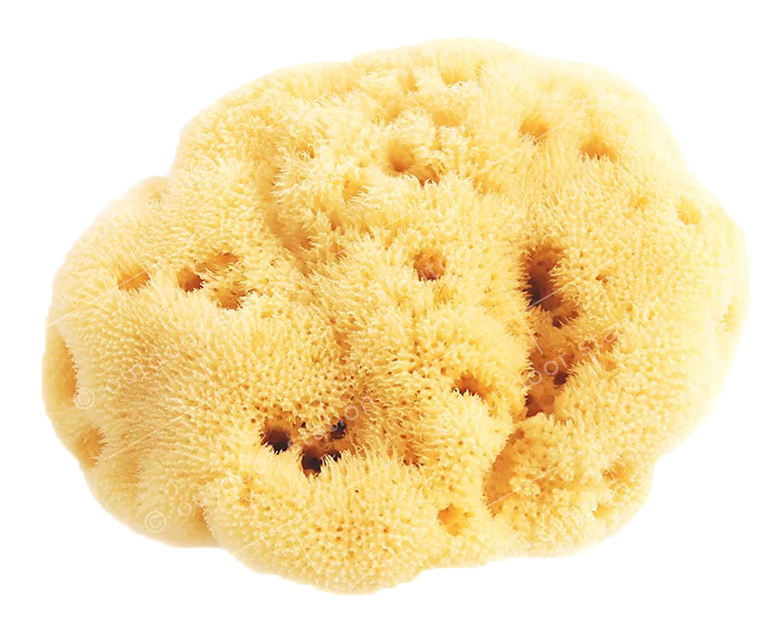 Natural sponges